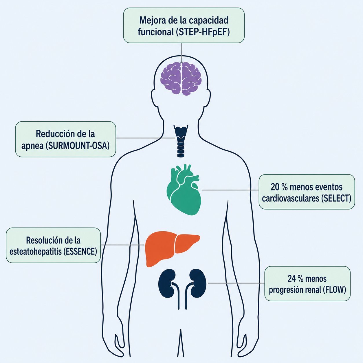Mapa de órganos con los beneficios documentados en ensayos: corazón, riñón, hígado, vía aérea y capacidad funcional.