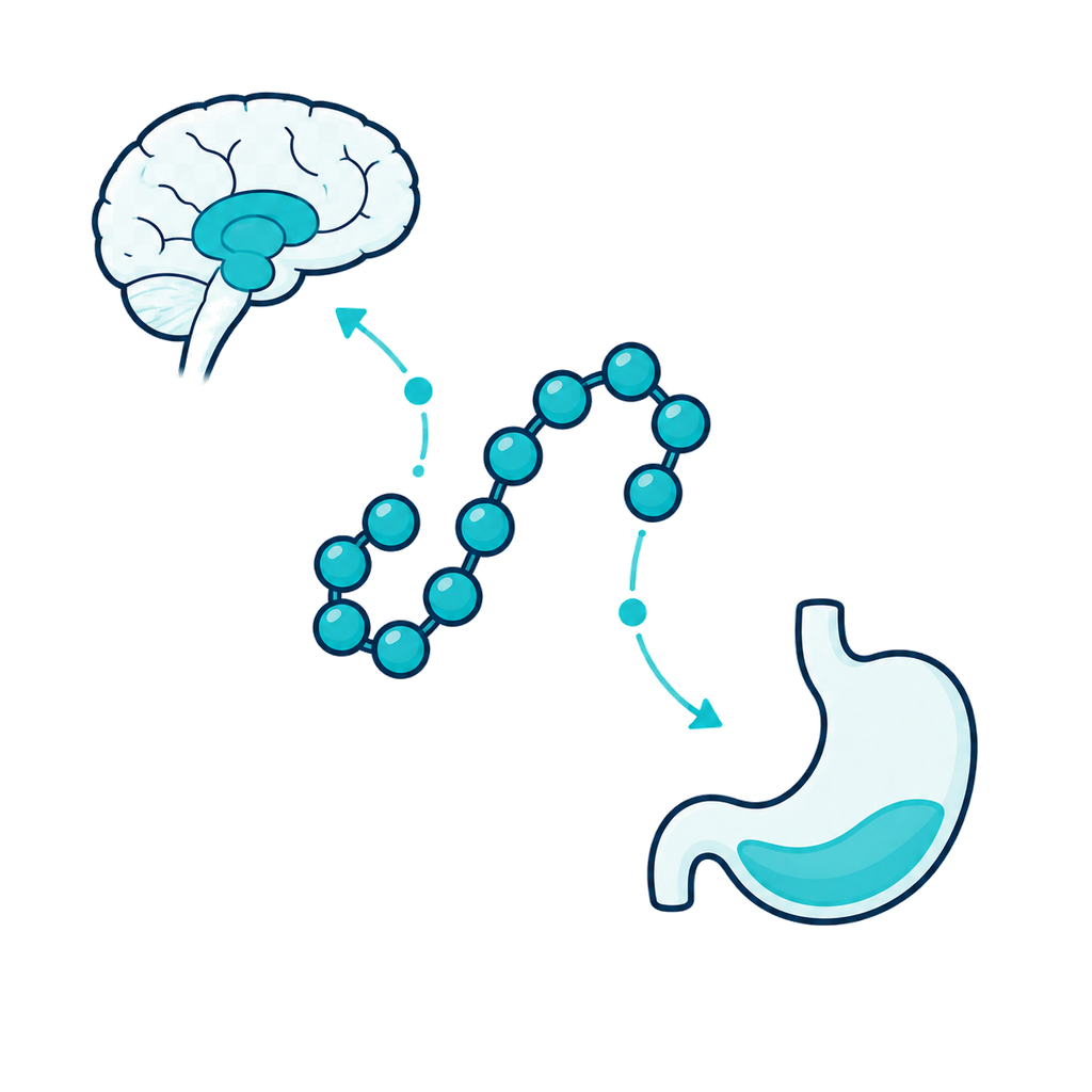 Un cerebro y un estómago conectados por una cadena de señales, que representa la acción de los GLP-1 sobre el apetito.