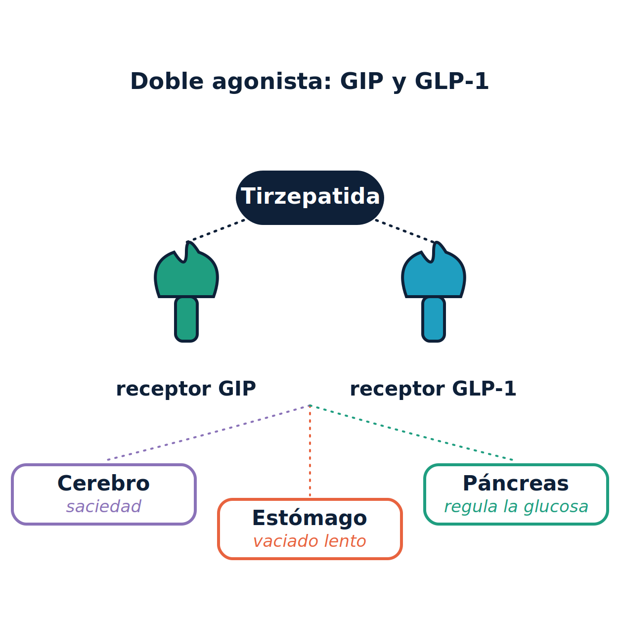Diagrama de la tirzepatida activando los receptores de GIP y de GLP-1, con sus efectos sobre cerebro, estómago y páncreas