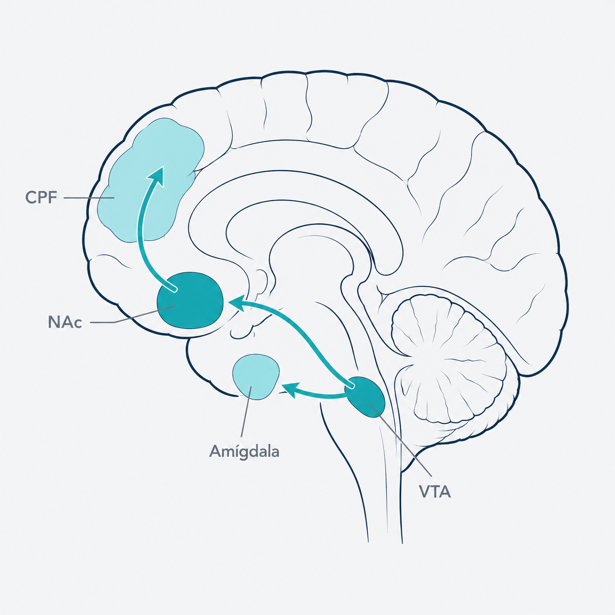 Sistema mesolímbico: área tegmental ventral, núcleo accumbens, córtex prefrontal y amígdala, con flujo de dopamina.