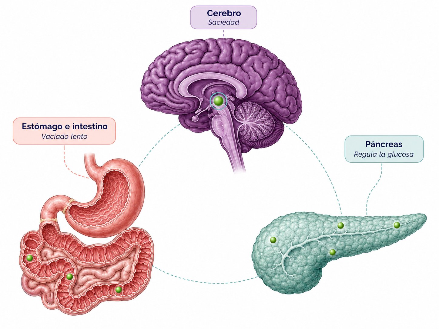 Eje cerebro, intestino y páncreas con flechas que muestran la señal hormonal de saciedad conectando los tres órganos.