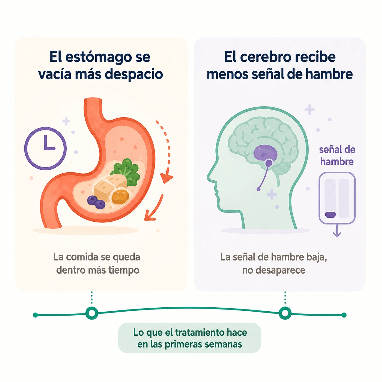 Dos efectos del tratamiento en las primeras semanas: el estómago se vacía más despacio y el cerebro recibe menos señal de hambre.