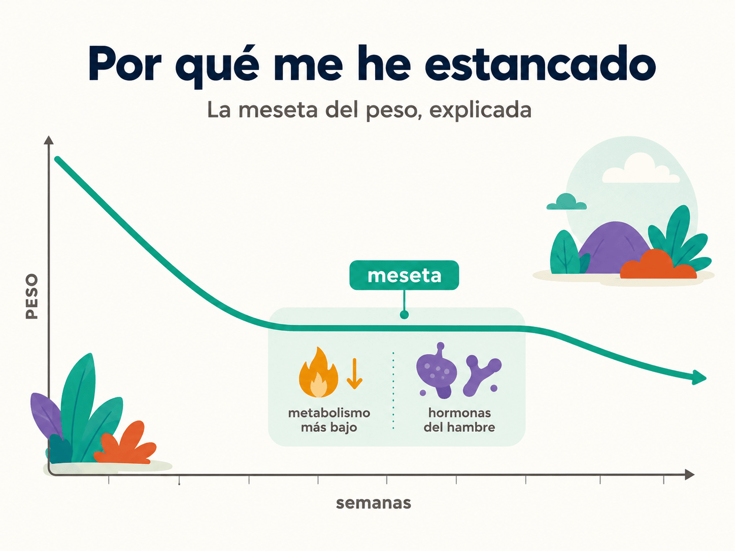 Curva de pérdida de peso con una fase plana etiquetada 'meseta' y dos cuñas que la explican: metabolismo más bajo y hormonas del hambre.